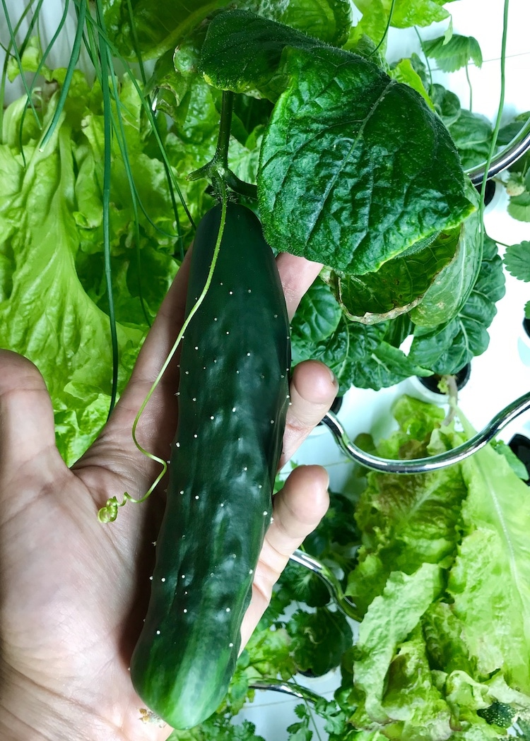 iHarvest - Indoor Hydroponic Garden