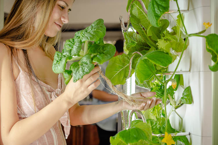 Grow Up To 30 Fruits Veggies With Hydroponic Indoor Garden