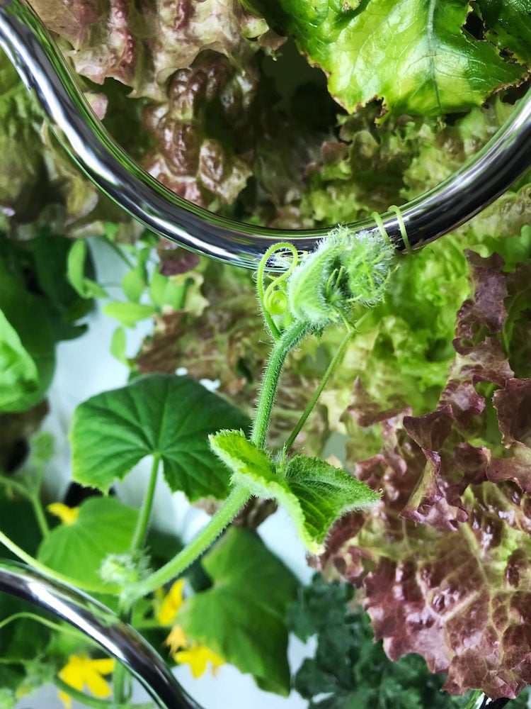 iHarvest - Indoor Hydroponic Garden