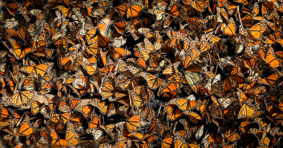 Video Reveals What Millions of Monarch Butterflies Sound Like