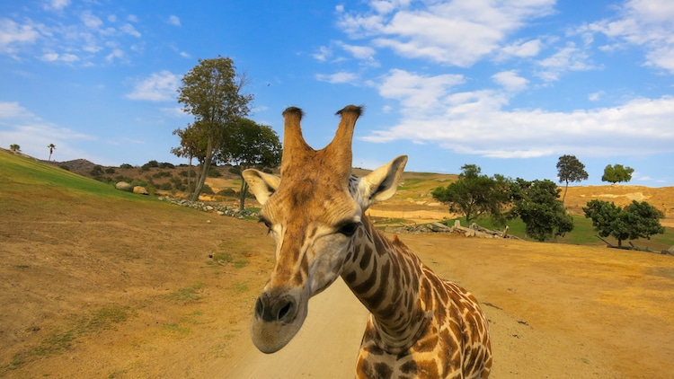 Adult Roar and Snore San Diego Zoo is a Grown Up Twist on a Sleepover