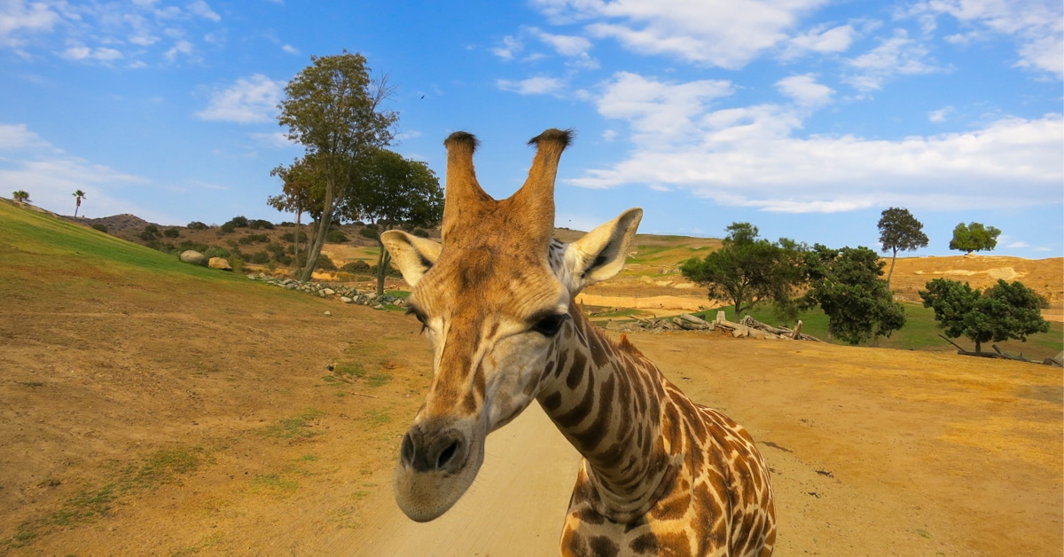 Adult Roar and Snore San Diego Zoo is a Grown Up Twist on a Sleepover