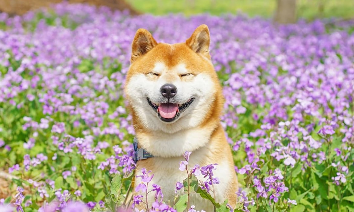 Perfect Puppycomfind Your Perfect Puppy Herepurebred Shiba