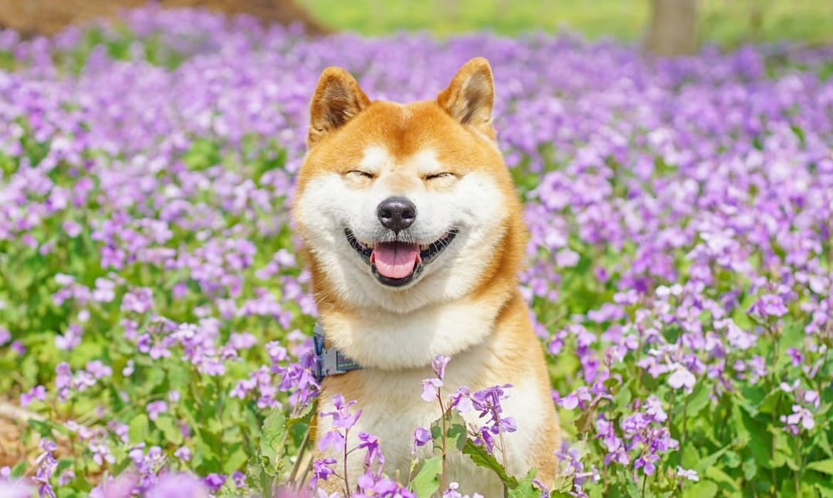 Adorable Shiba Inu Happily Poses In Japans Colorful Flower