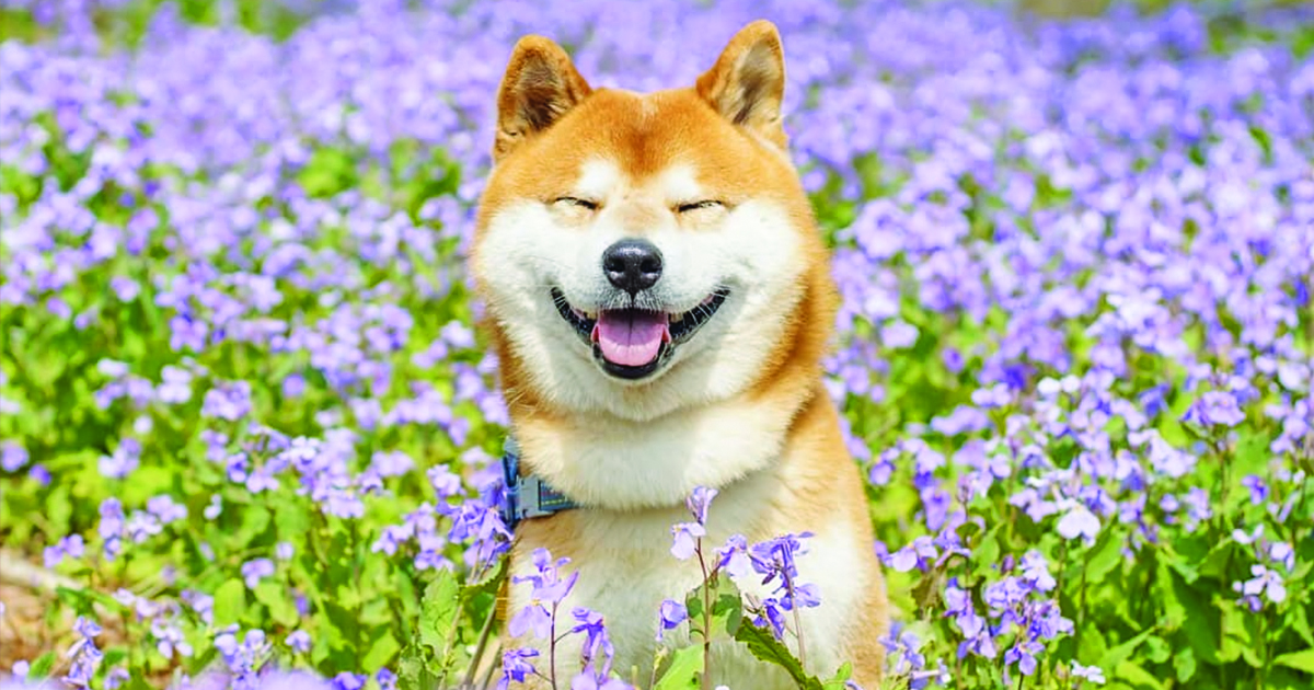 Rare Shiba Inu Colors