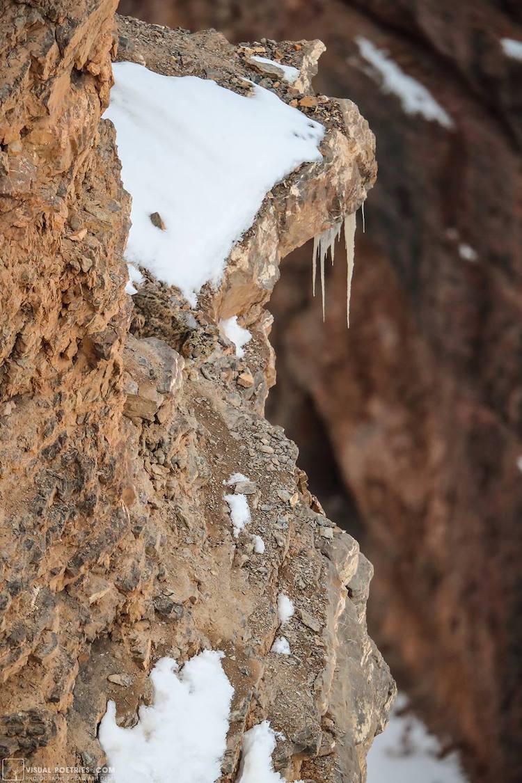 Can You Spot This Camouflaged Snow Leopard in the Wild?