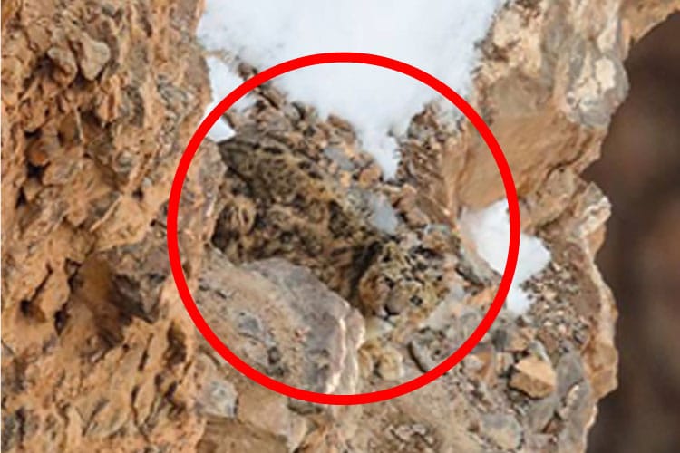 camouflage snow leopard