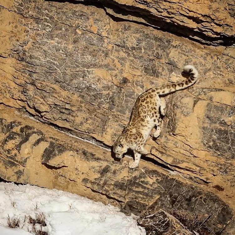 Can You Spot This Camouflaged Snow Leopard In The Wild