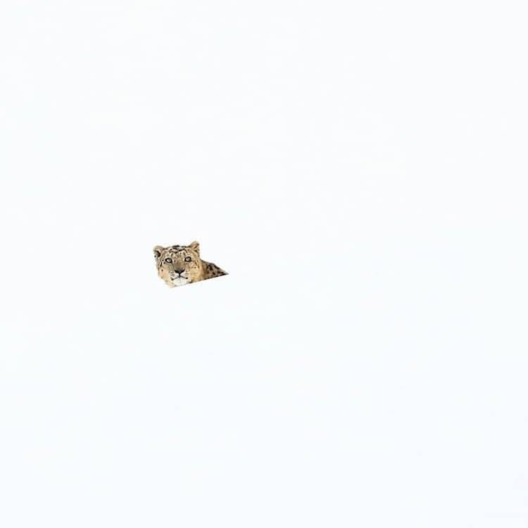 Photographie de léopard des neiges