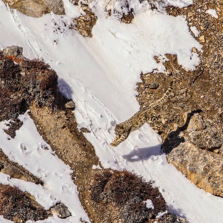 Can You Spot This Camouflaged Snow Leopard In The Wild