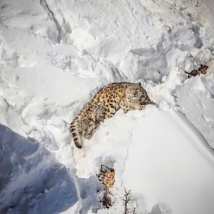 camouflage snow leopard