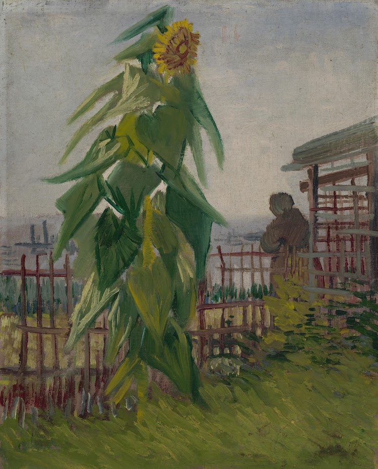 pinturas de girasoles van gogh parcela con girasol