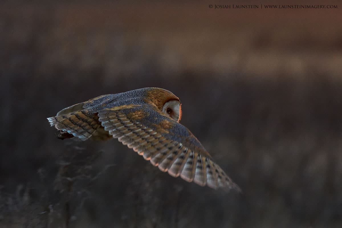 Bird Photography by Josiah Launstein