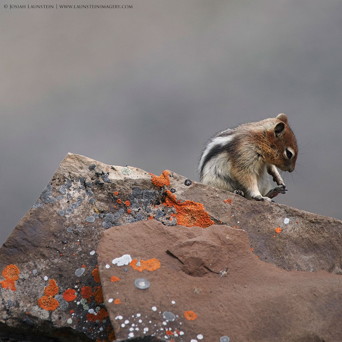 Wildlife Photography by Josiah Launstein