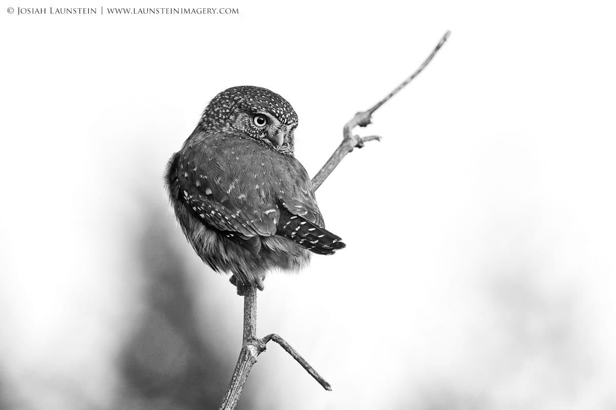 Bird Photography by Josiah Launstein