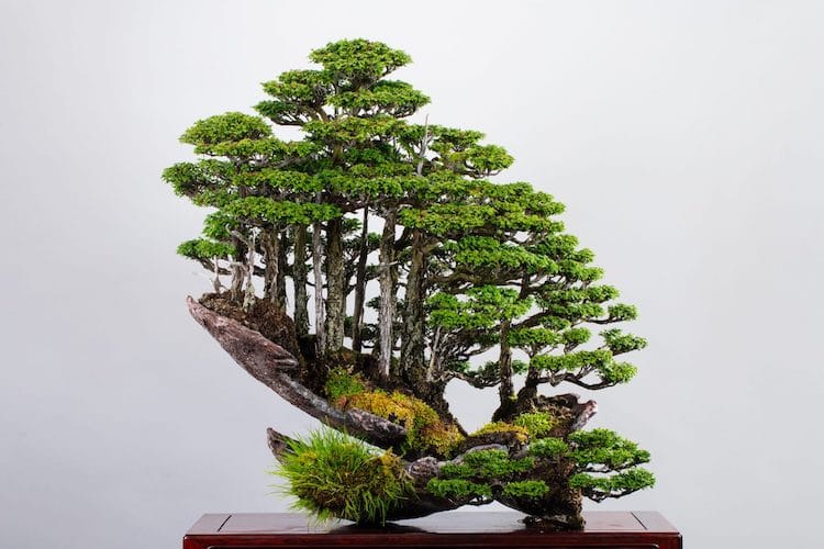 Maestro del bonsái Masahiko Kimura