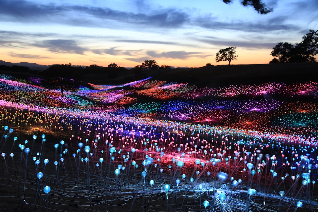 Field of Light at Sensorio