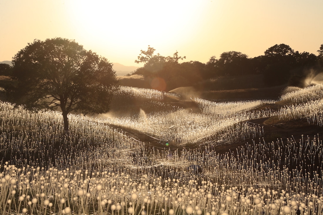 Field of Light at Sensorio