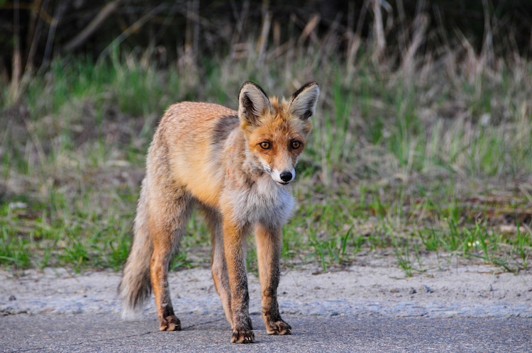 Wildlife Tours in Chernobyl