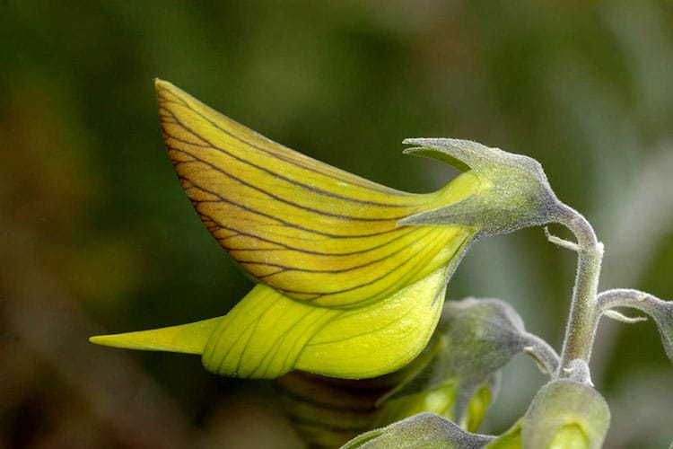 Esta hermosa planta australiana tiene flores en forma de colibríes