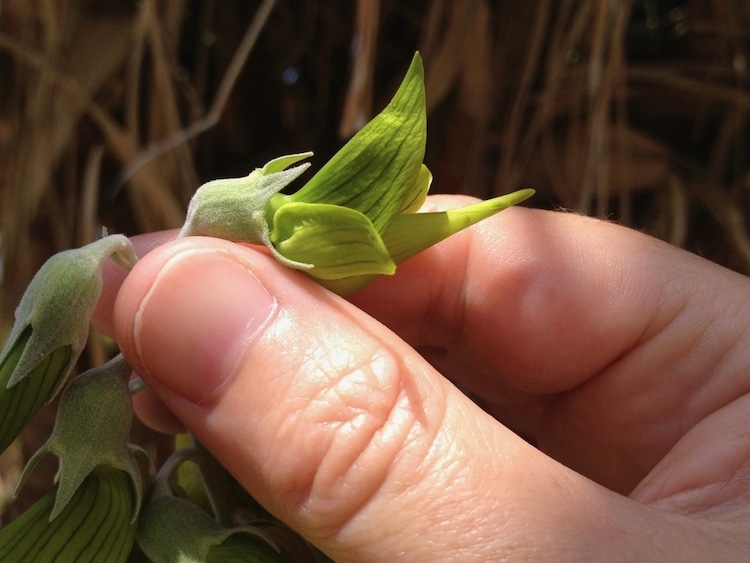 Crotalaria cunninghamii  - Green Flowerbird