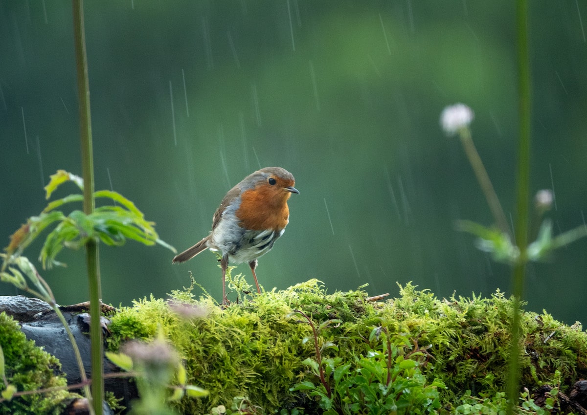 Backyard Bird Photography by David Travis