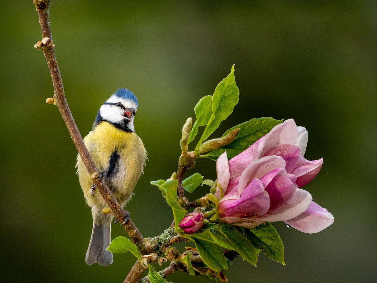 pájaro con flor - fotografías de aves por David Travis