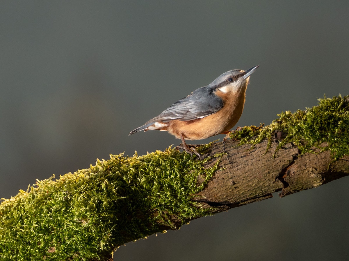 Bird Photography Tips by David Travis