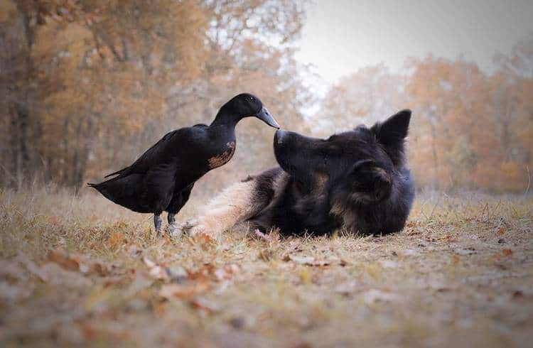 Vendetta y Lemony, perro y pato que son mejores amigos