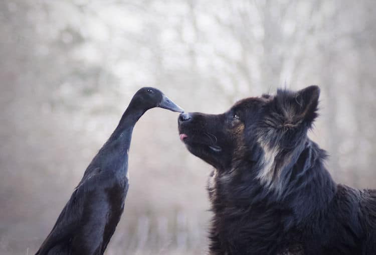 Dog and Duck Best Friends Vendetta and Lemony