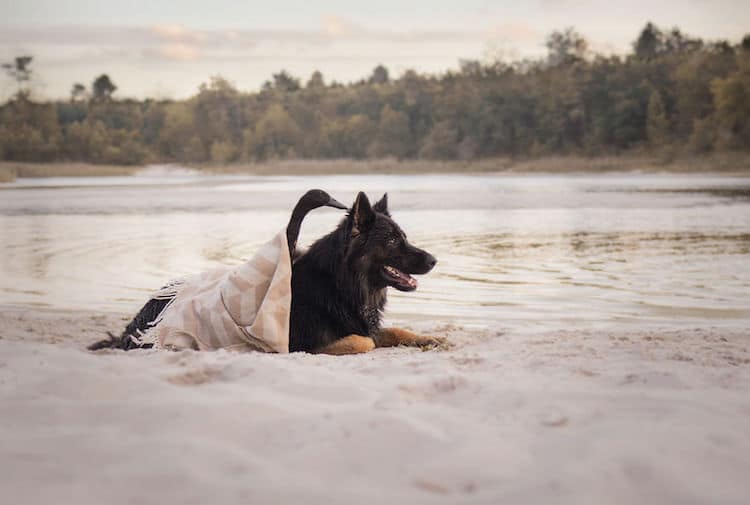 Dog and Duck Best Friends Vendetta and Lemony