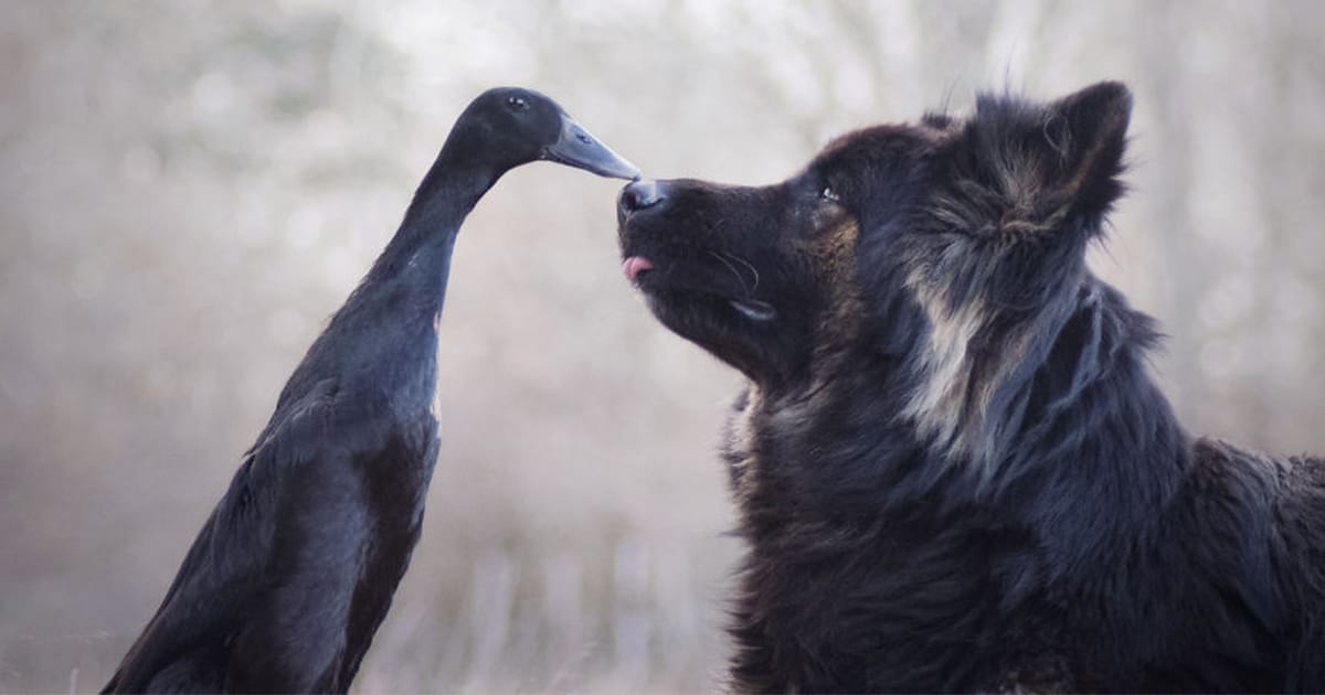 what is the best duck dog