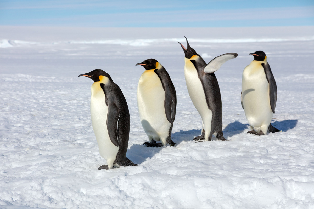 pingüinos emperador por Sue Flood