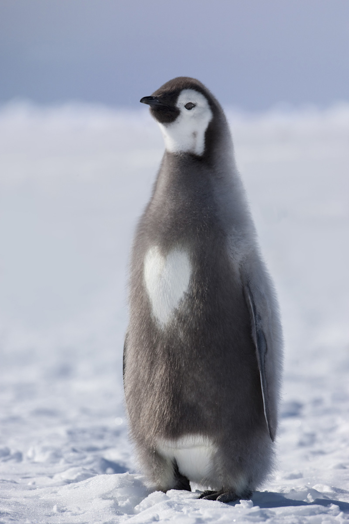 Cute Penguin Picture by Sue Flood
