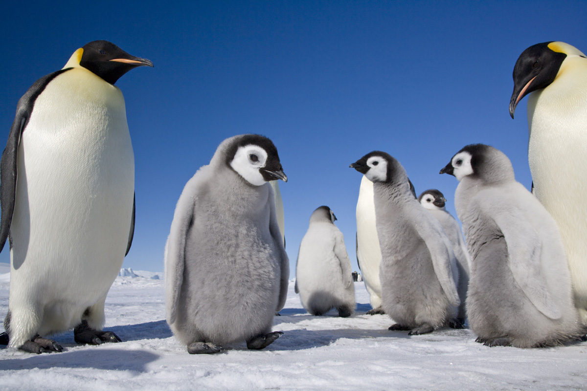 Photos of Penguins by Sue Flood