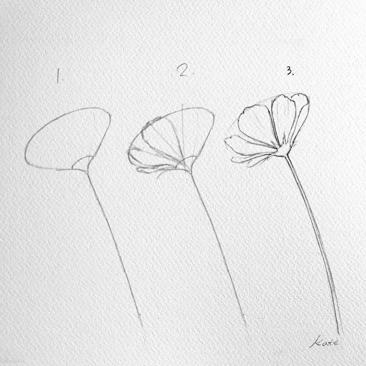 simple pencil drawn flowers