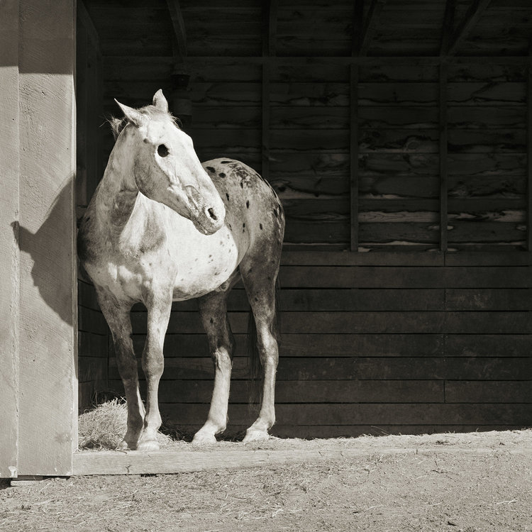 Fotografía de animales por Isa Leshko