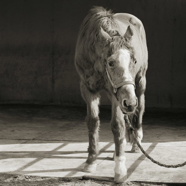 Black and White Animal Photography
