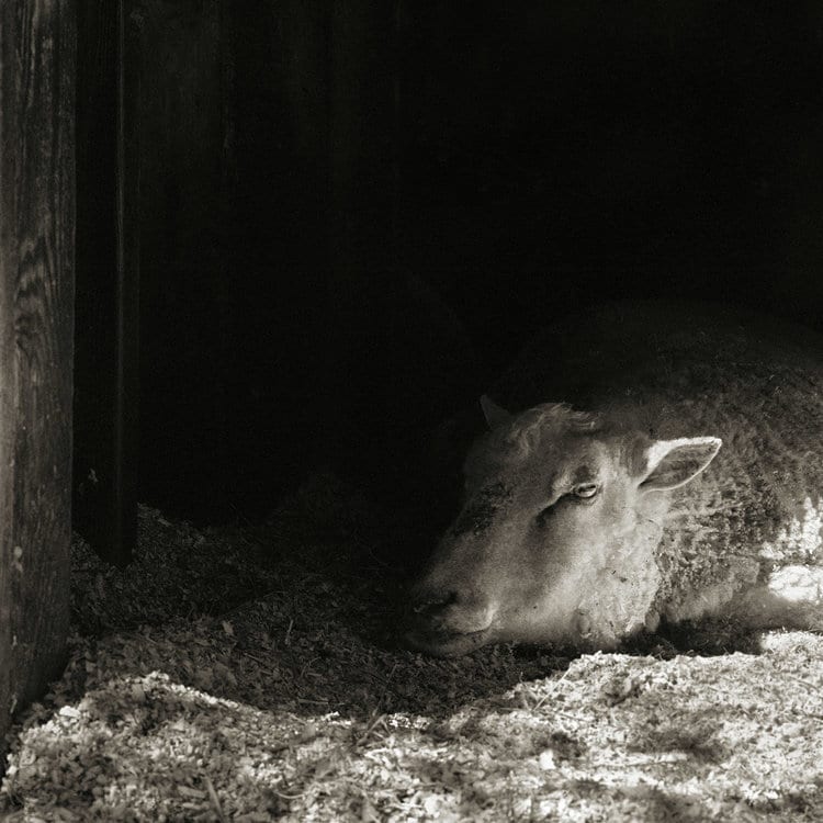 Fotografía de animales de granja por Isa Leshko