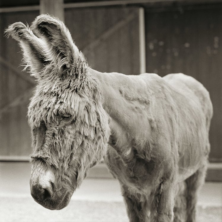 Fotos de animales de granja rescatados