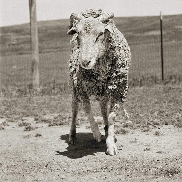 Farm Animal Photos by Isa Leshko