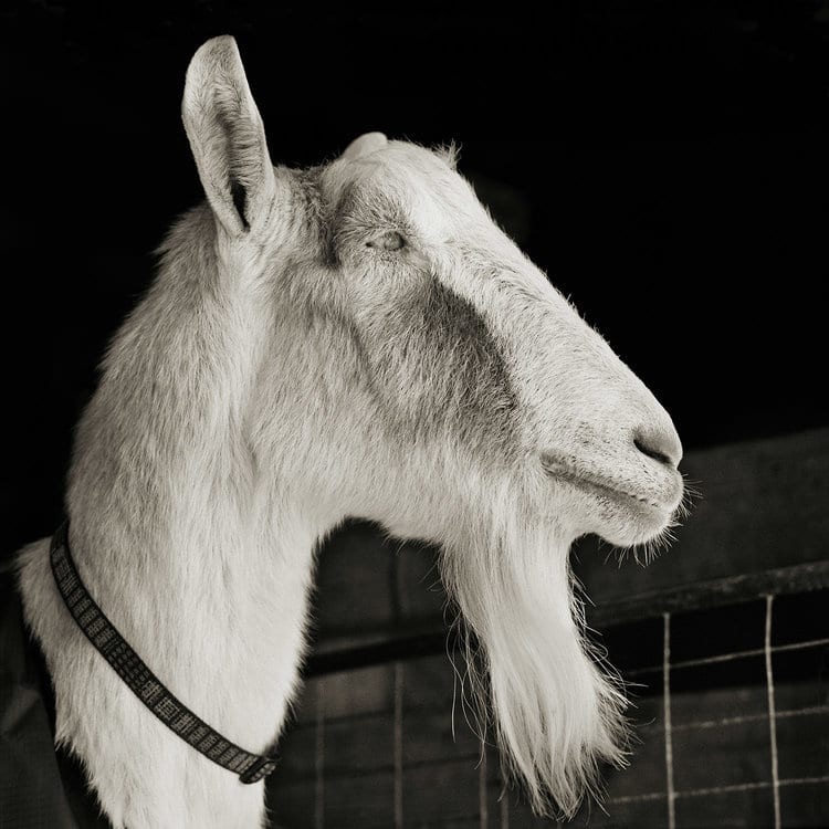 Fotos de animales en blanco y negro