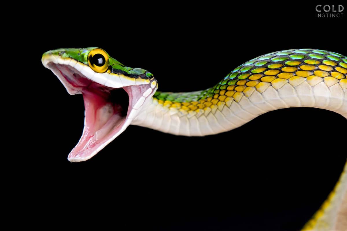 Photos of the Most Exotic Cold Blooded Animals in the World