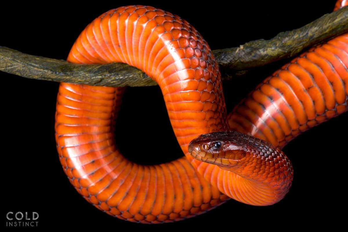 Collett's snake, Pseudechis colletti