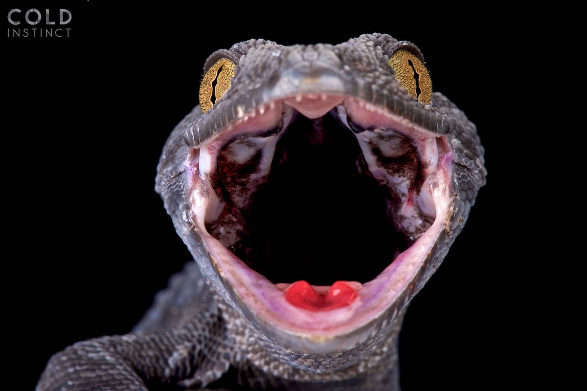 gecko anfibios y reptiles animales de sangre fría