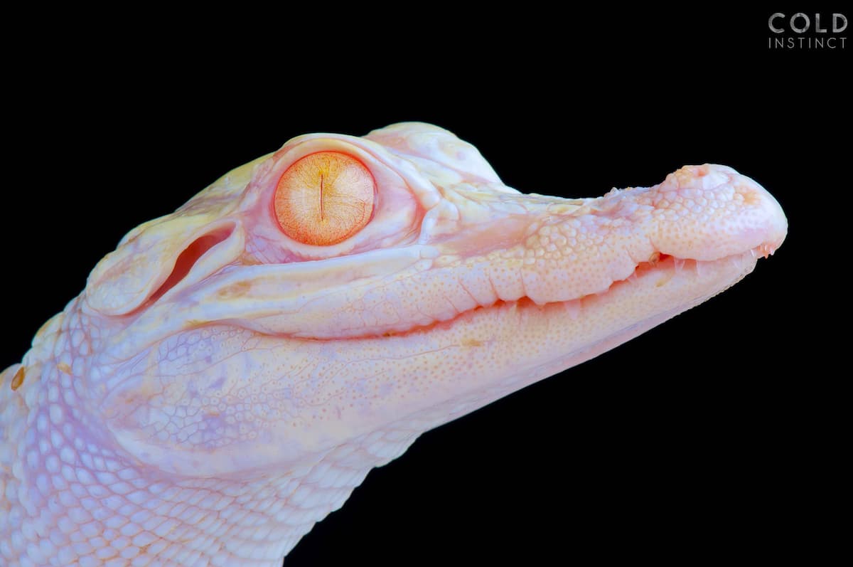 cocodrilo albino