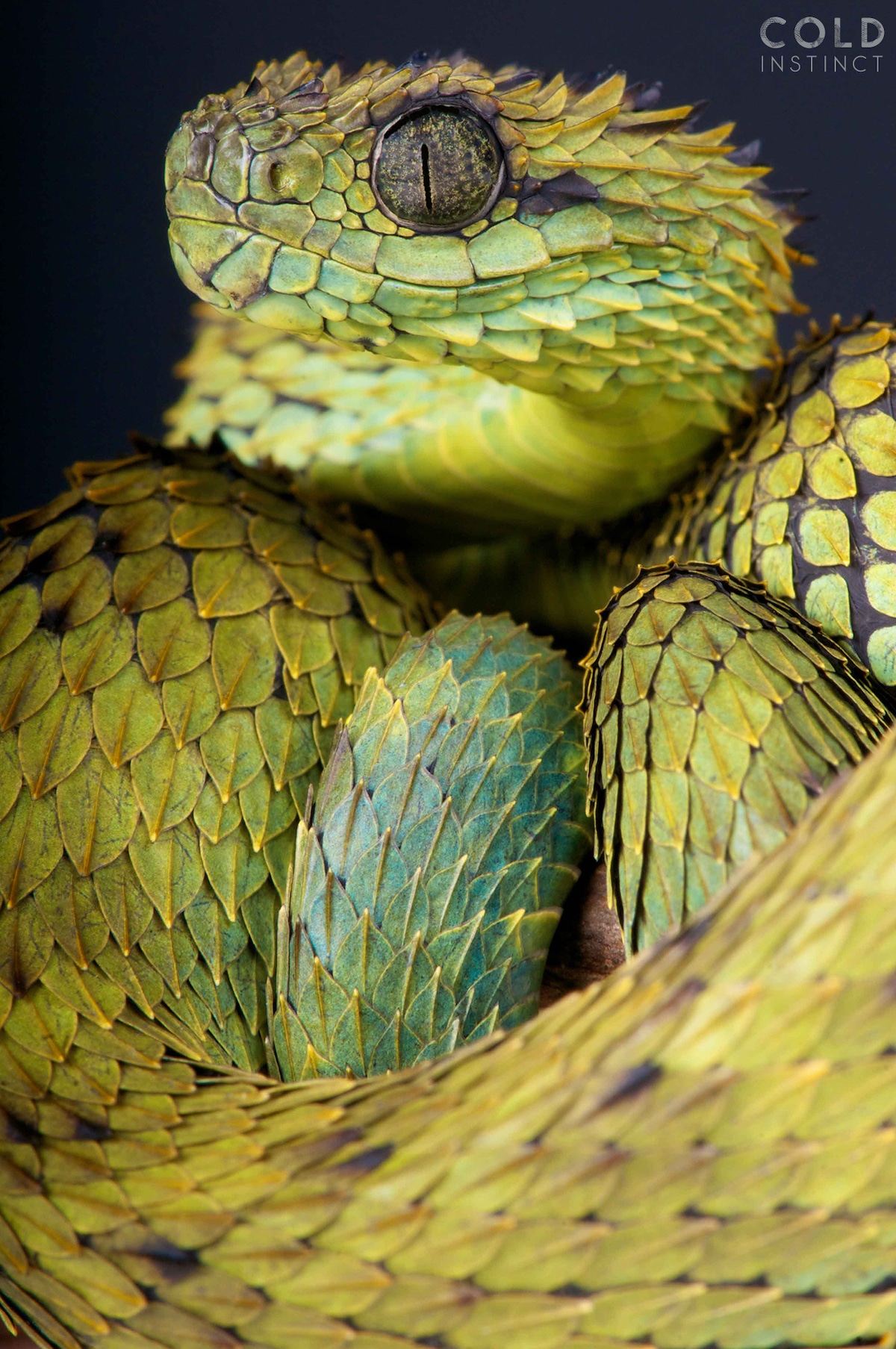 Reptile Photography by Matthijs Kuijpers