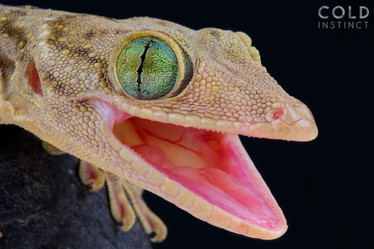Gekko smithii, reptiles y anfibios animales de sangre fría