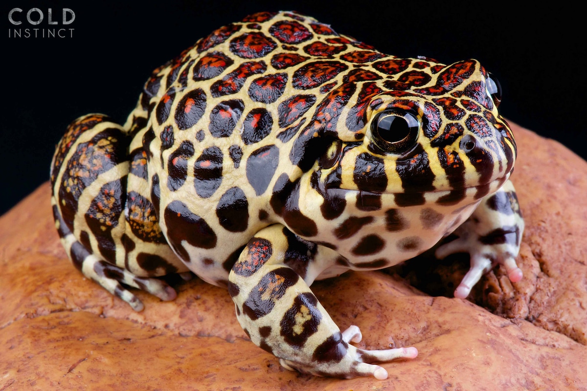 Rana coralina de Paraguay