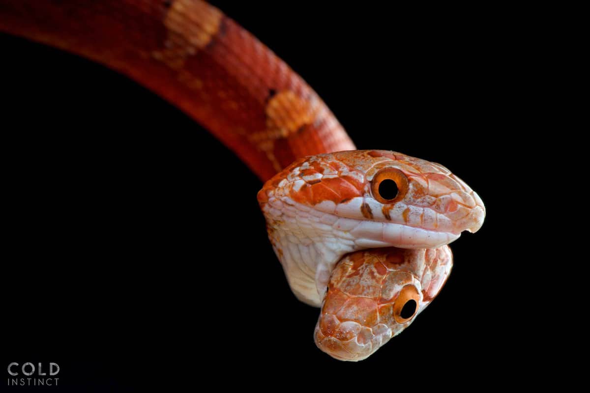 Pantherophis guttata, two headed snake